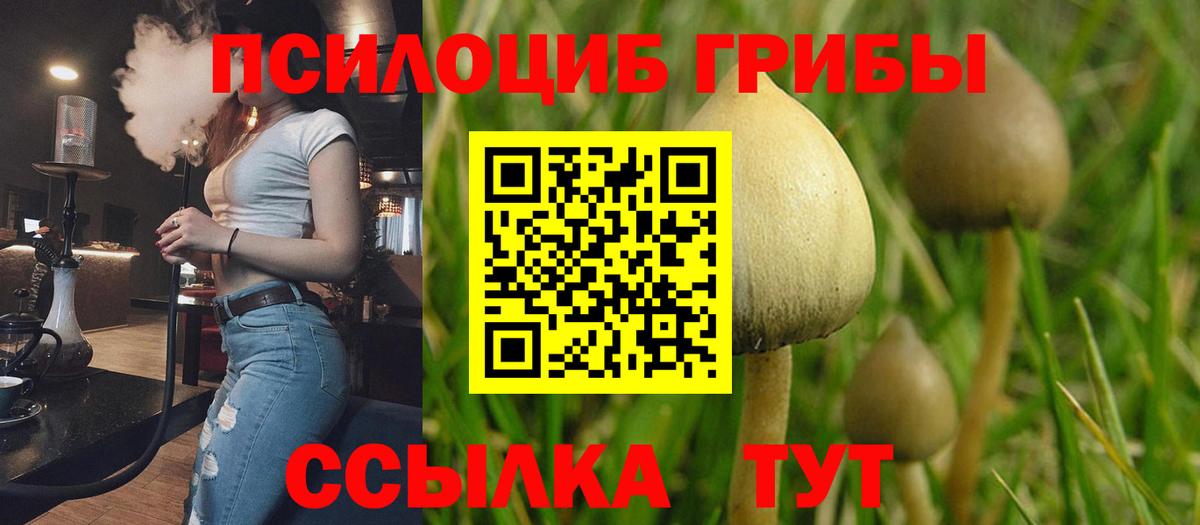 Кулебаки  Псилоцибиновые грибы Psilocybe  Вход с VPN 